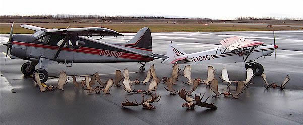 Moose hunting air charters